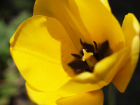 Yellow_tulip