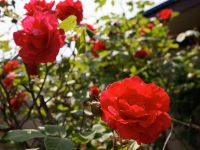 Red_rose