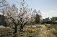 2011_ume_1