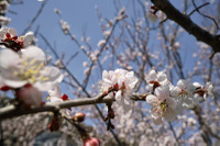 2011_ume_4