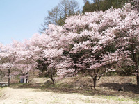 Sakura_shimekake
